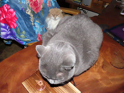 �肢�@���[���Ӓ�@�~�[�R