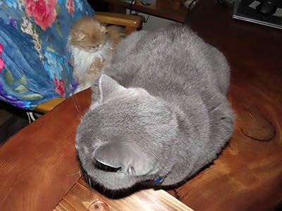 �肢�@���[���Ӓ�@�~�[�R