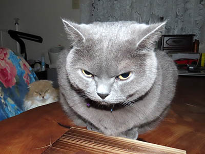 �肢�@���[���Ӓ�@�~�[�R