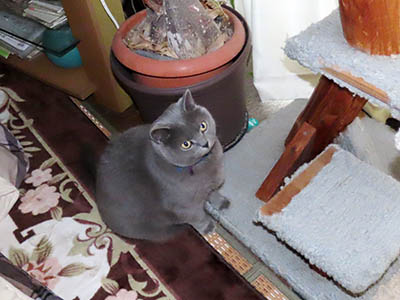 �肢�@���[���Ӓ�@�~�[�R