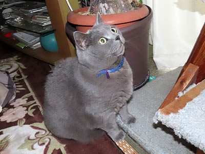 �肢�@���[���Ӓ�@�~�[�R