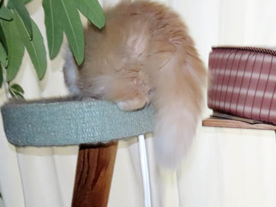 �肢�@���[���Ӓ�@�~�[�R