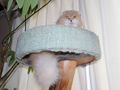 �肢�@���[���Ӓ�@�~�[�R