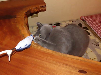 �肢�@���[���Ӓ�@�~�[�R