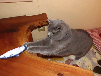 �肢�@���[���Ӓ�@�~�[�R