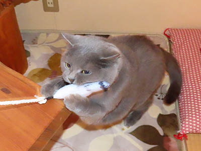 �肢�@���[���Ӓ�@�~�[�R