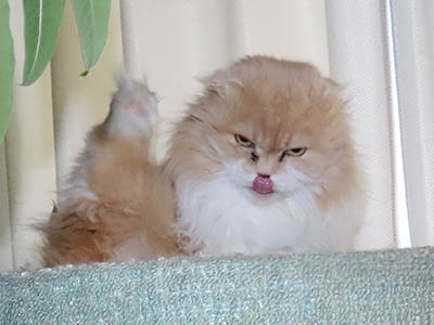 �肢�@���[���Ӓ�@�~�[�R