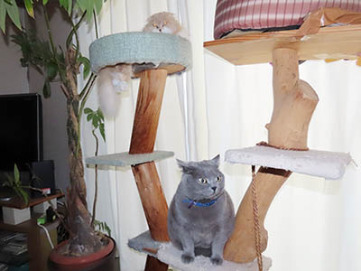 �肢�@���[���Ӓ�@�~�[�R