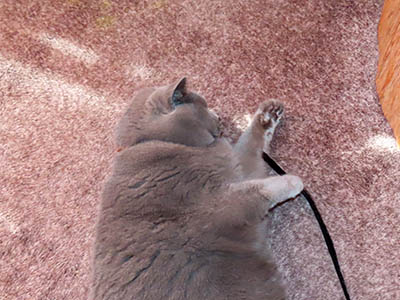 �肢�@���[���Ӓ�@�~�[�R