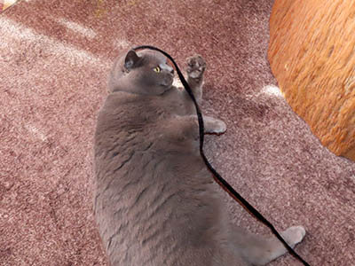 �肢�@���[���Ӓ�@�~�[�R