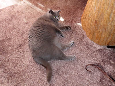 �肢�@���[���Ӓ�@�~�[�R