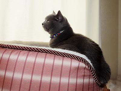 �肢�@���[���Ӓ�@�~�[�R