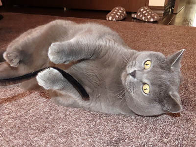 �肢�@���[���Ӓ�@�~�[�R