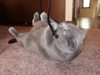 �肢�@���[���Ӓ�@�~�[�R