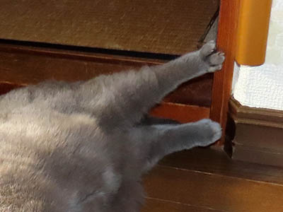 占い メール鑑定 ミーコ