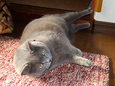 占い メール鑑定 ミーコ