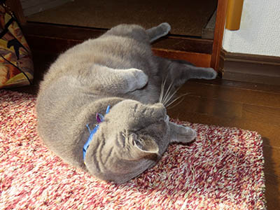 占い メール鑑定 ミーコ