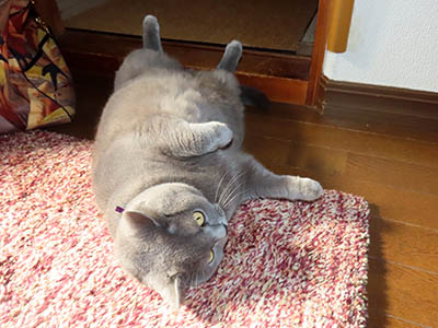 占い メール鑑定 ミーコ