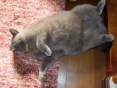 占い メール鑑定 ミーコ