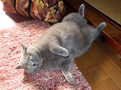 占い メール鑑定 ミーコ