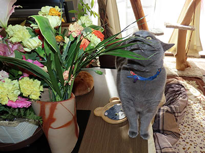 占い メール鑑定 ミーコ