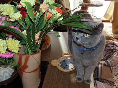 占い メール鑑定 ミーコ