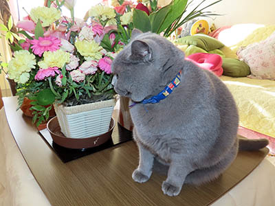 占い メール鑑定 ミーコ