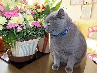 占い メール鑑定 ミーコ