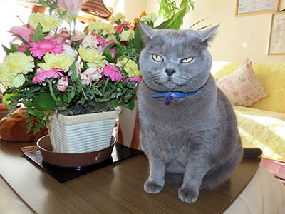 占い メール鑑定 ミーコ