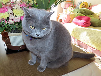 占い メール鑑定 ミーコ