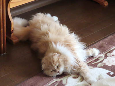 占い メール鑑定 ミーコ