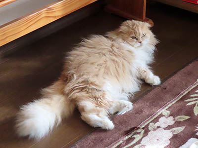 占い メール鑑定 ミーコ