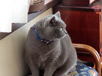 占い メール鑑定 ミーコ