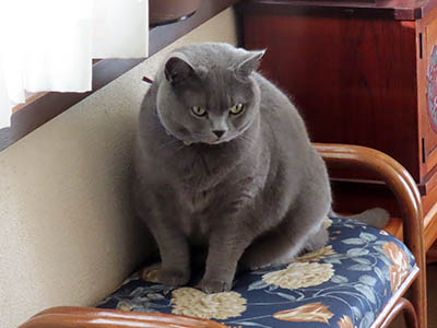 占い メール鑑定 ミーコ