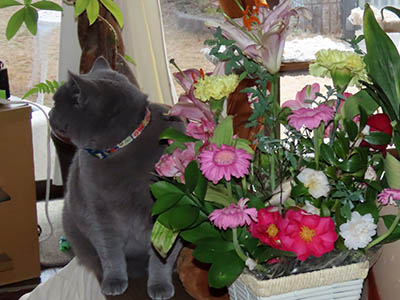 占い メール鑑定 ミーコ