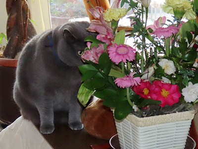 占い メール鑑定 ミーコ