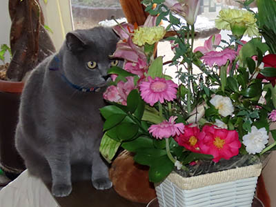 占い メール鑑定 ミーコ