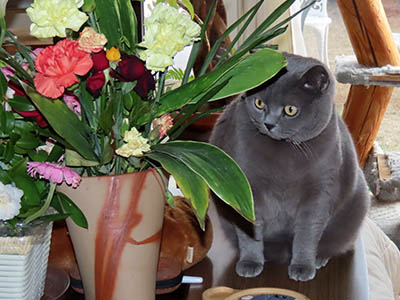 占い メール鑑定 ミーコ