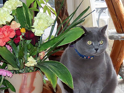 占い メール鑑定 ミーコ