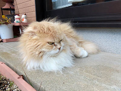 占い メール鑑定 ミーコ