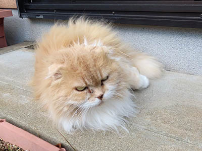 占い メール鑑定 ミーコ