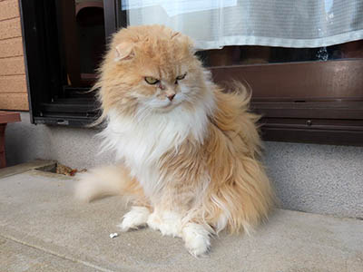 占い メール鑑定 ミーコ