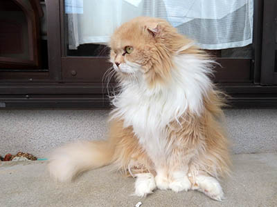 占い メール鑑定 ミーコ