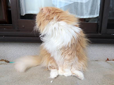 占い メール鑑定 ミーコ