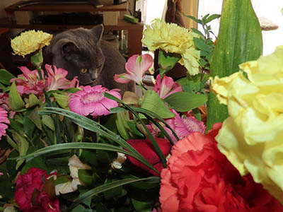 占い メール鑑定 ミーコ