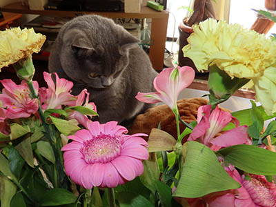 占い メール鑑定 ミーコ