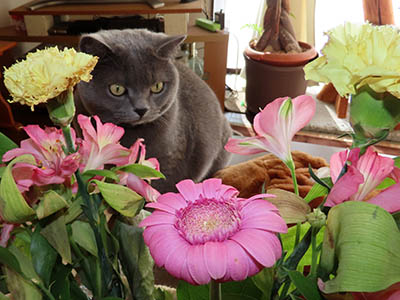 占い メール鑑定 ミーコ