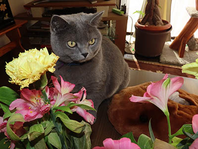 占い メール鑑定 ミーコ