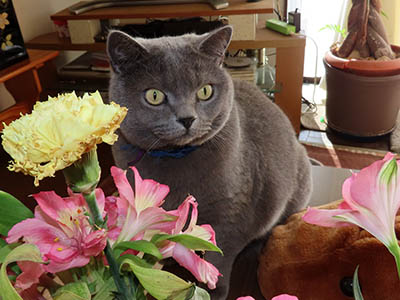 占い メール鑑定 ミーコ