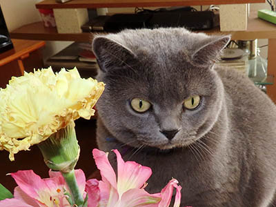 占い メール鑑定 ミーコ